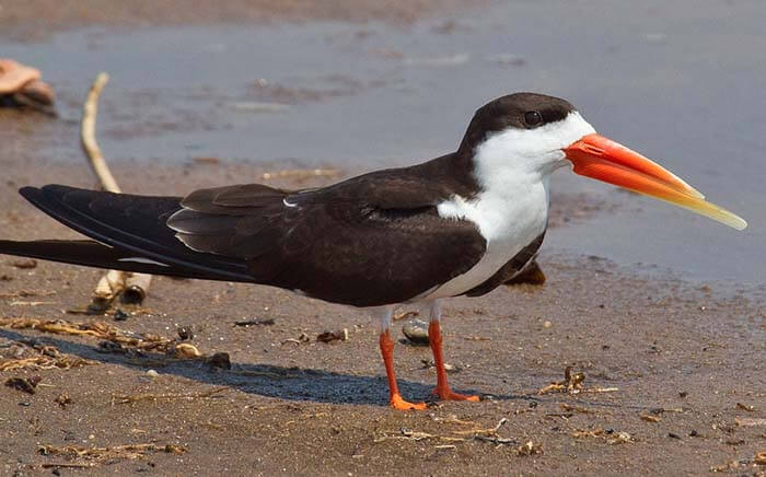 Африканский водорез