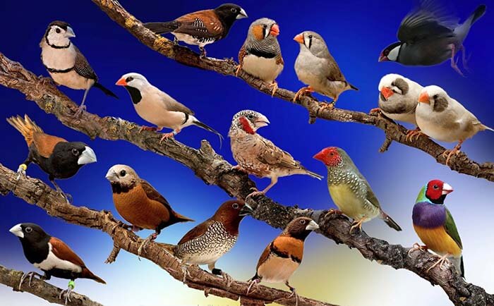 Виды птиц в алфавитном порядке
