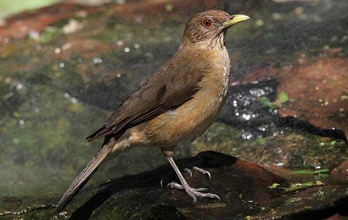 Белогорлый дрозд / Turdus assimilis