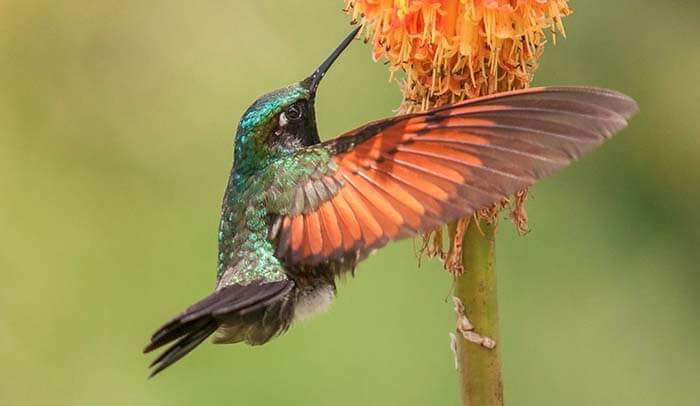 Гранатовогорлый колибри