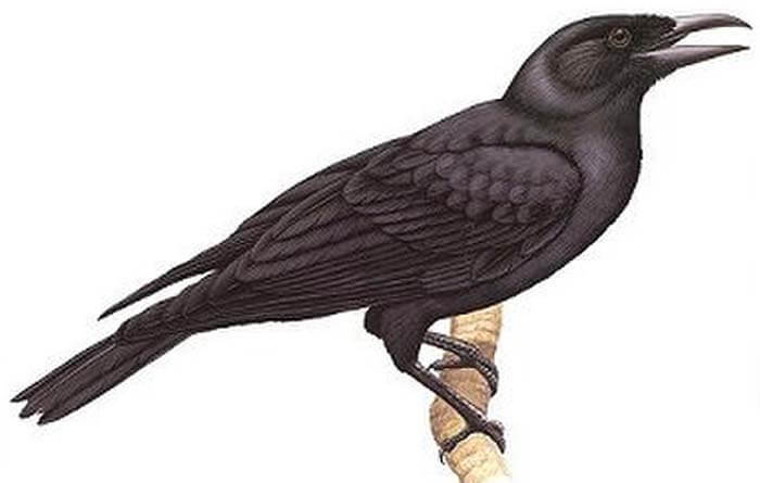 Crows wiki. Corvus kubaryi. Mariana Crow.