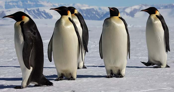 Пингвинообразные