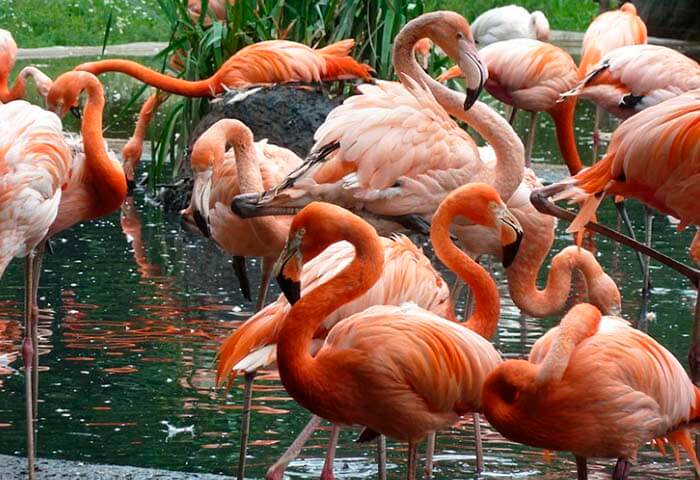 Фламингообразные