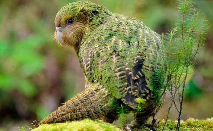 Новозеландскиe попугаи