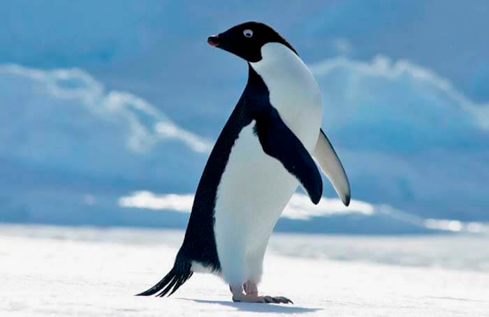 Пингвиновые