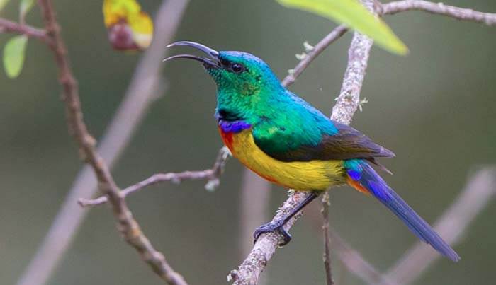 Королевская нектарница