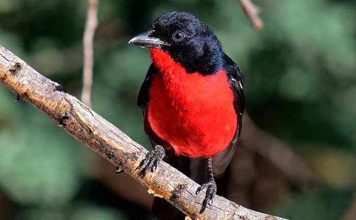 Красногрудый певчий сорокопут / Laniarius atrococcineus