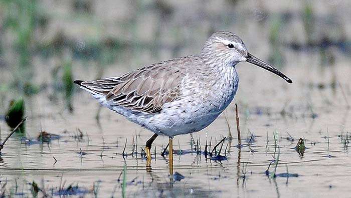 Ходулочниковый песочник / Calidris himantopus