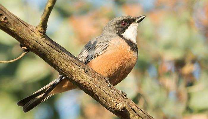 Ожерелковый свистун / Pachycephala rufiventris