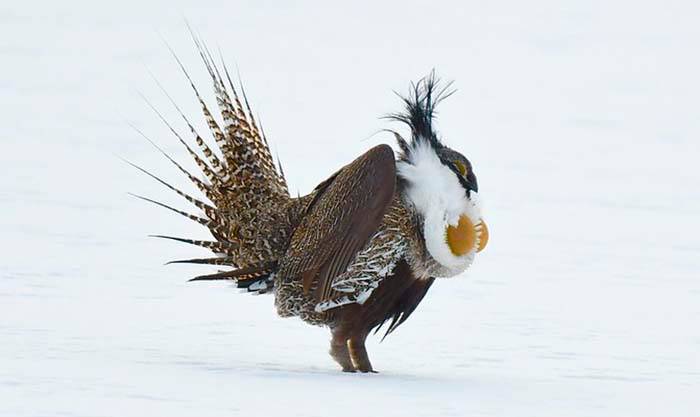 Тетерев Гуннисона