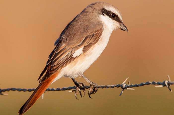 Туркестанский жулан
