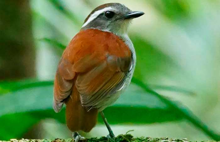 Чернобрюхий гусеницеед