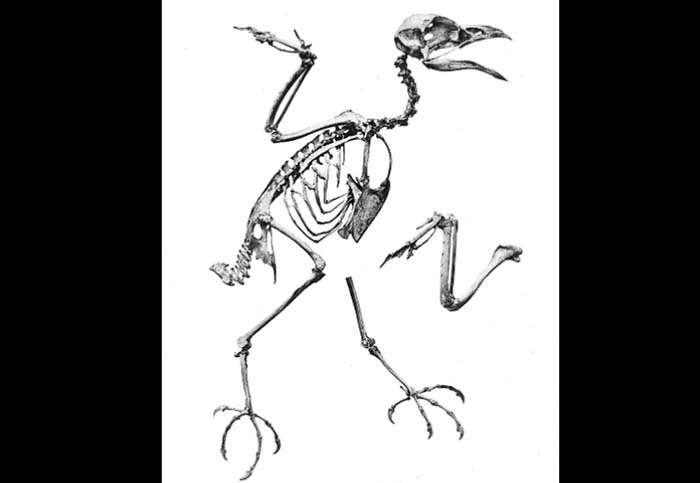 Черноклювый коэль