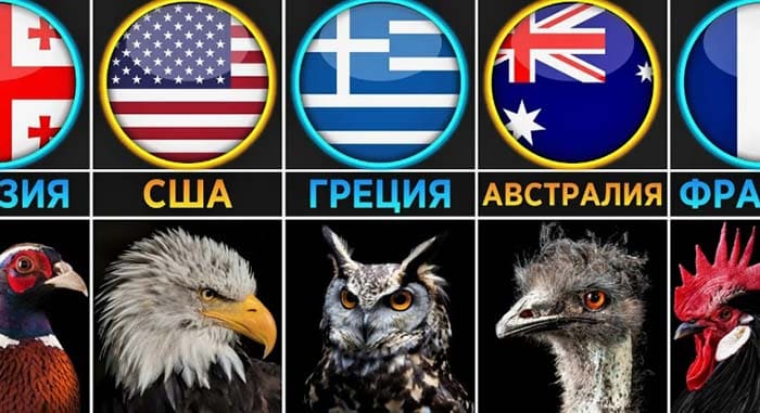 Птицы стран
