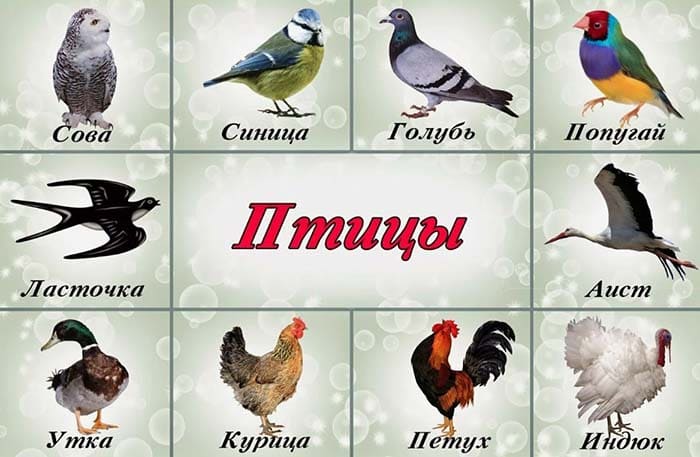 Список птиц