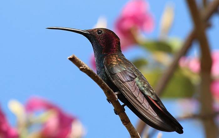Anthracothorax