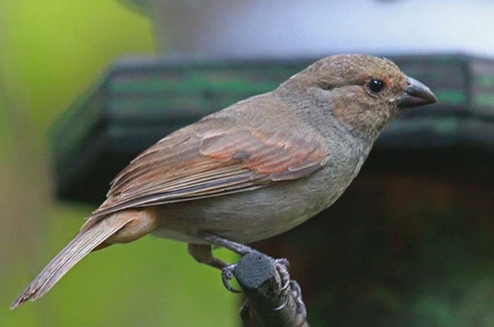 Loxigilla