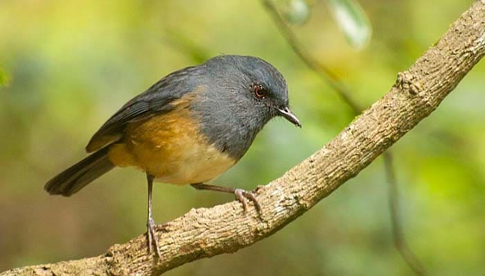 Sholicola