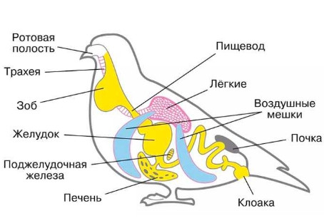 Птицы
