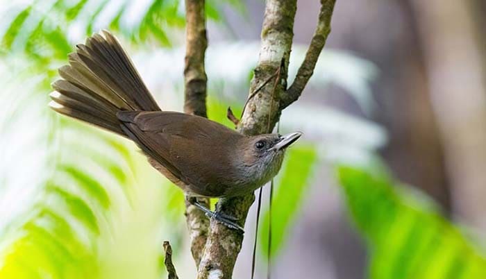 Clytorhynchus