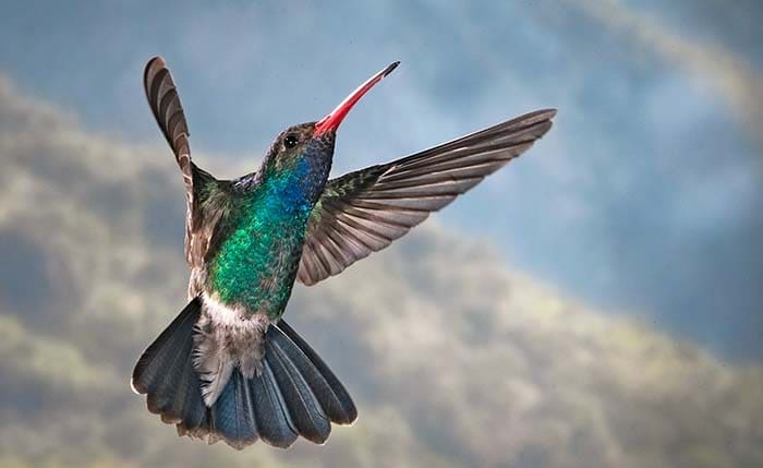 Cynanthus