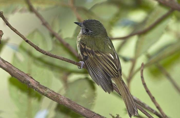 Leptopogon