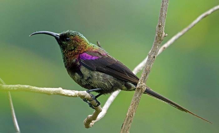 Nectarinia