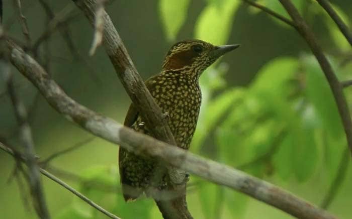 Pardipicus