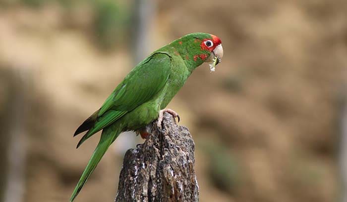 Psittacara
