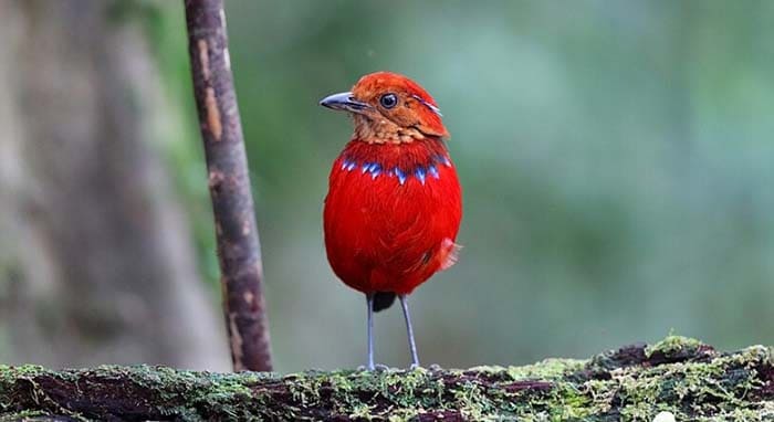 Erythropitta