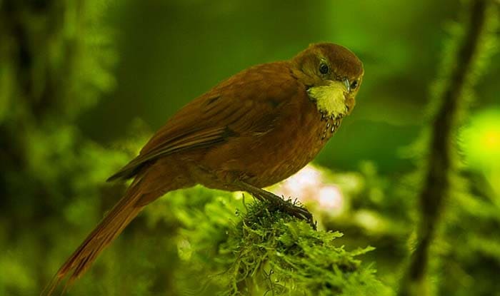 Margarornis