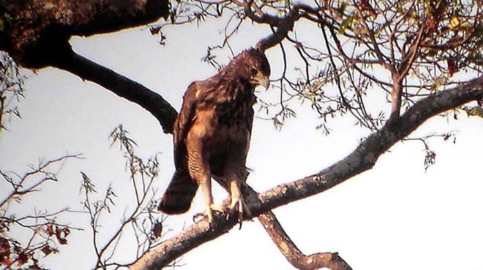 Nisaetus