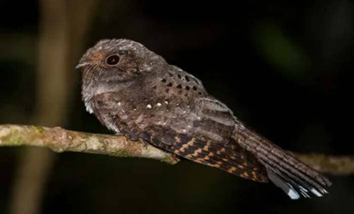 Nyctiphrynus