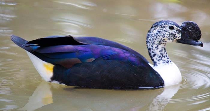 Sarkidiornis